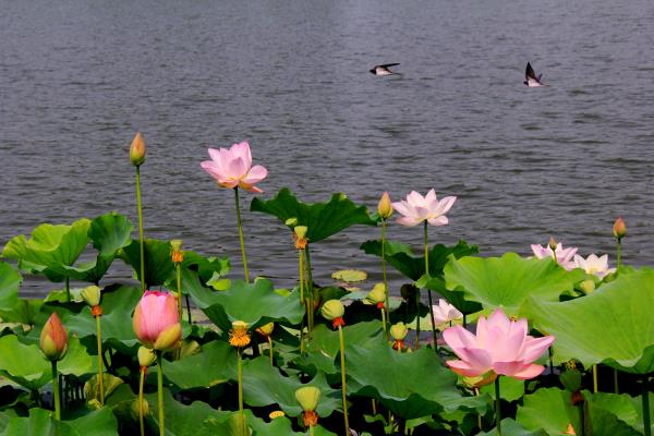 粉腮淺笑邀紫燕