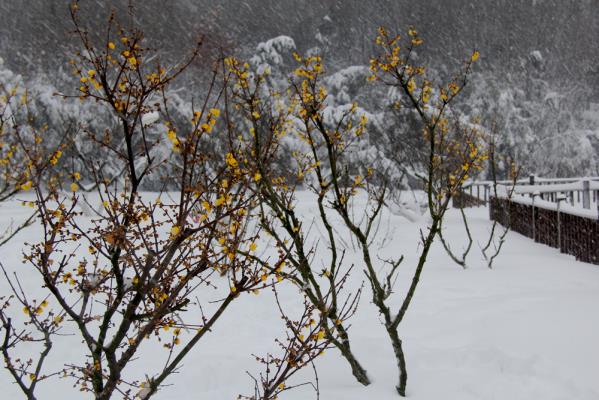 飛雪迎春到