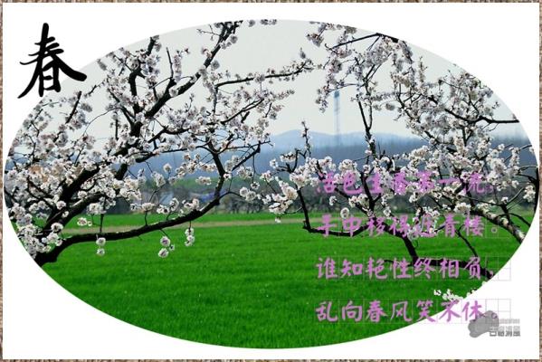 從此雪消風自軟  梅花合讓柳條新