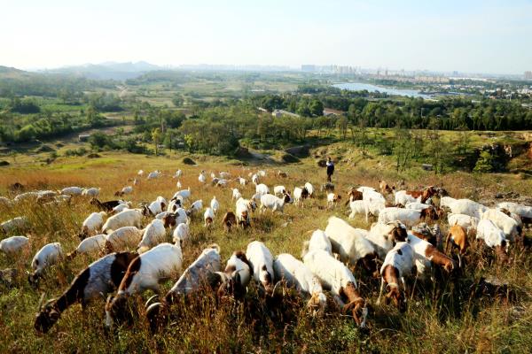 大美淮南羊群滿山崗