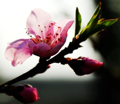 桃花依舊笑春風