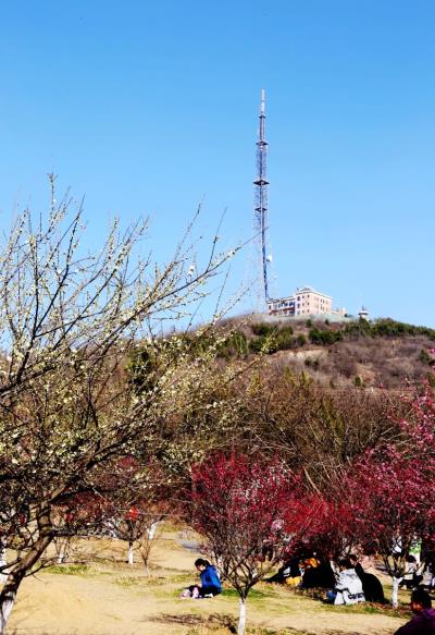牛年春來(lái)早《舜耕山，觀梅人群如潮》