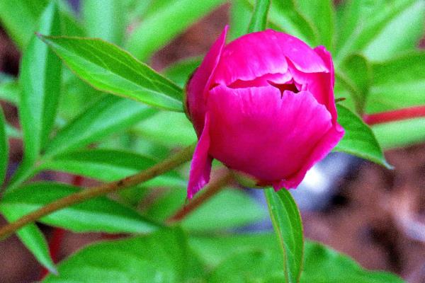 淮南賞花好去處【芍園】