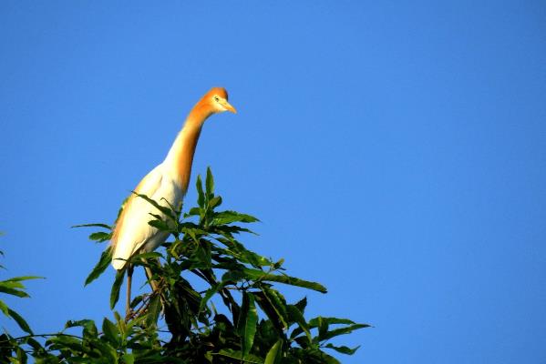 淮南鷺的種類【千姿百態(tài)】