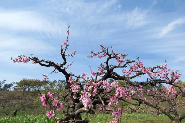 梨鄉(xiāng)雪海八公山