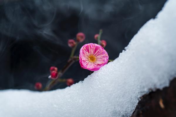 春雪映紅梅