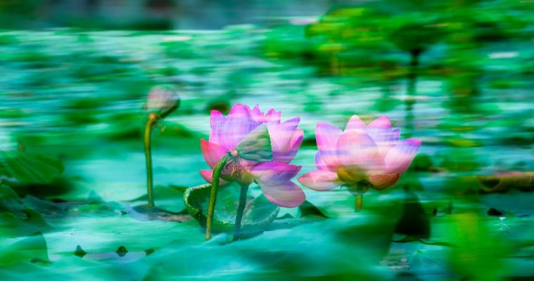 綻放的荷花   -6月的龍湖公園“接天蓮葉無窮碧，映日荷花別樣紅”