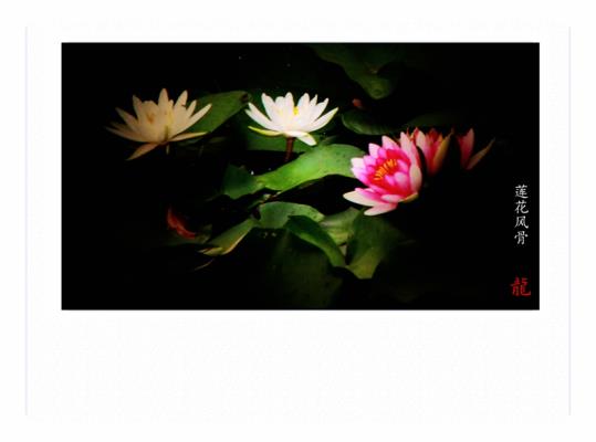 蓮花風(fēng)骨  外一金秋涼亭