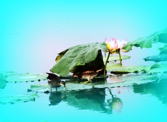 水雞鳥與荷之妙趣