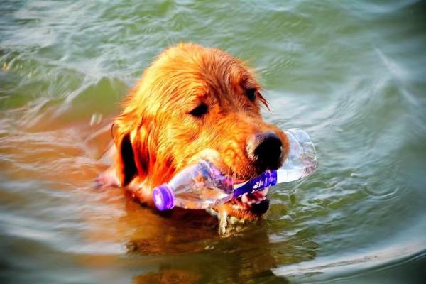 愛犬