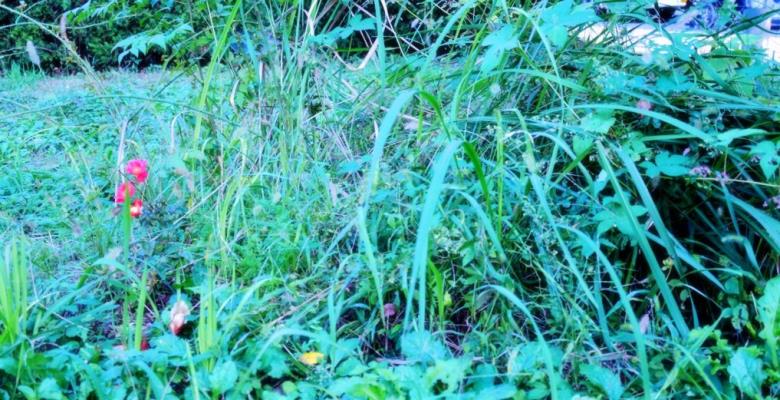 向卑微的生命致敬