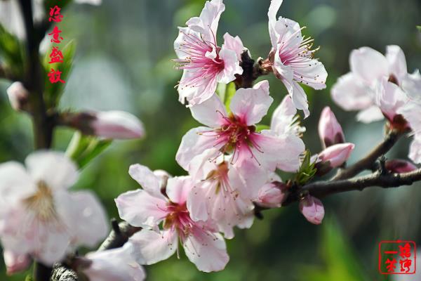 三月桃花燦燦開