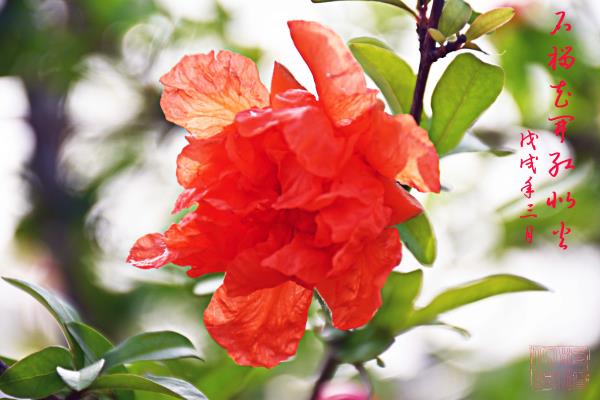 石榴花開紅似火