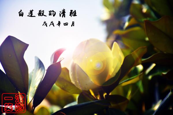 潔白美麗的廣玉蘭