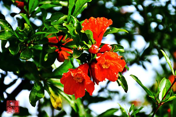 五月花神石榴花