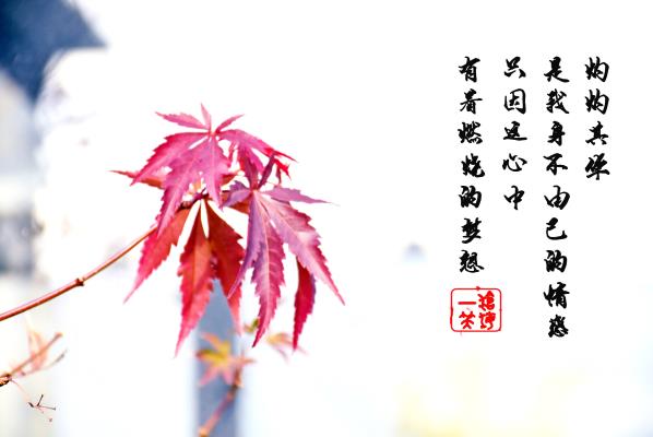 楓葉的夢想