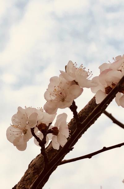 俏爭春