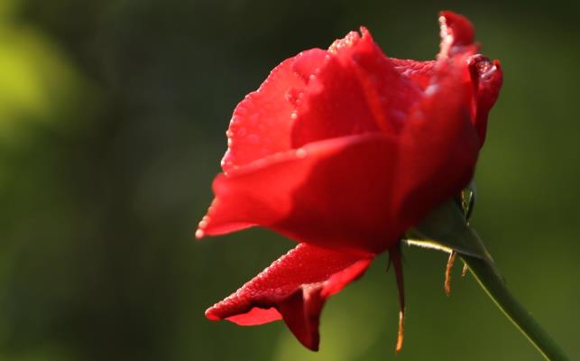 月季紅