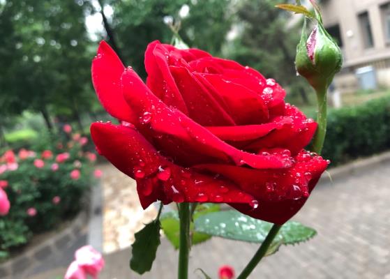 雨中月季