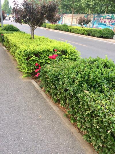 環境優美空氣清新