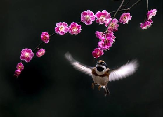 花鳥圖