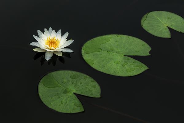 睡蓮