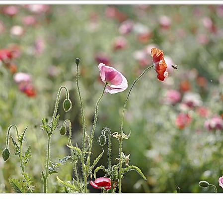 蜂花正茂