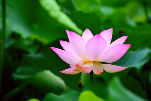 映日荷花別樣紅