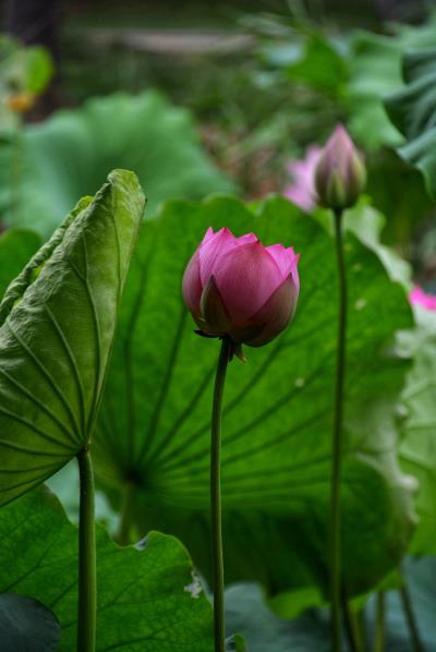 映日荷花別樣紅（二）