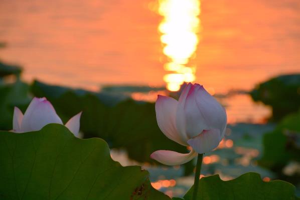 映日荷花別樣紅（三）