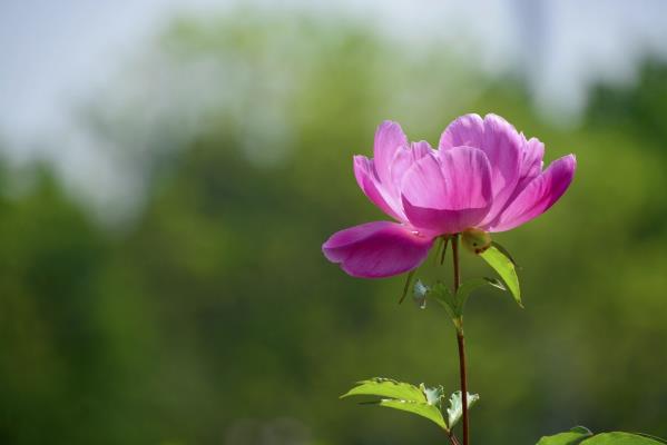 芍藥花開