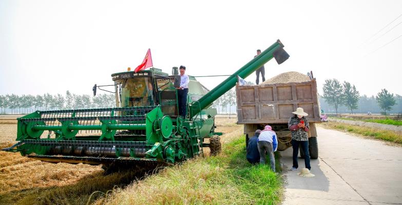壽縣壽西湖農場午收