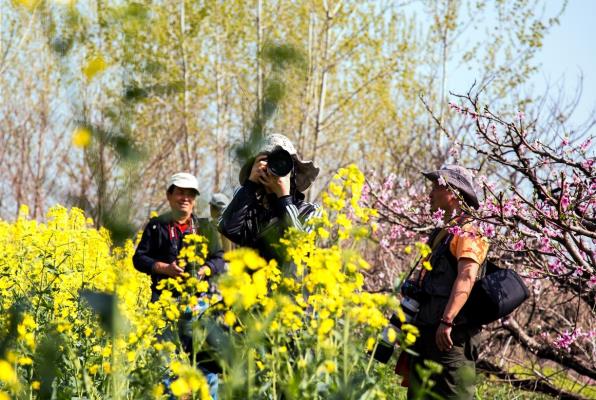 淮南郝圩村:開滿鮮花的村莊