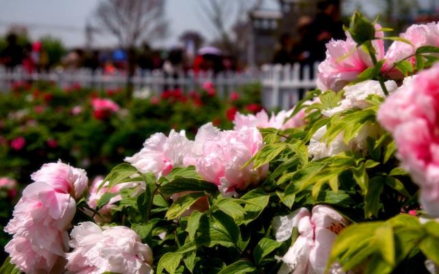 唯有牡丹真國色