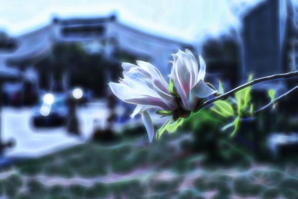 一季花事     一季明媚