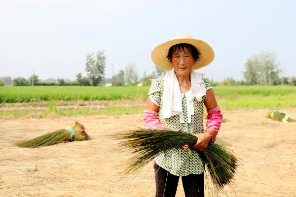大暑之日曬蓆草的老人