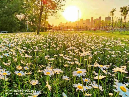 手機記錄生活——走進大通濕地公園