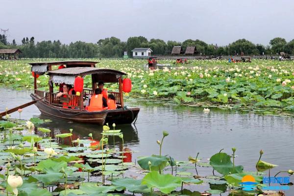 荷葉五寸蓮花嬌，貼波不礙畫船搖！