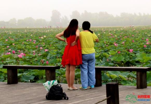 手機記錄生活——行行攝攝之姐妹觀荷