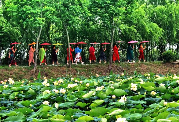 荷邊的“荷花仙子”