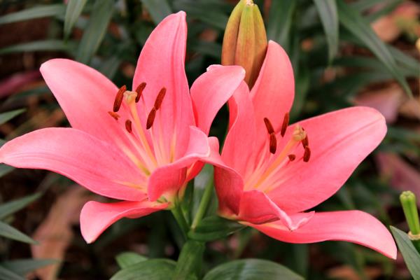 八公山上百合開