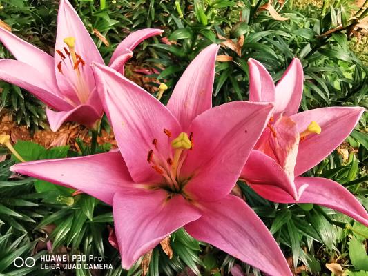 手機記錄生活——行行攝攝之地質(zhì)公園百合