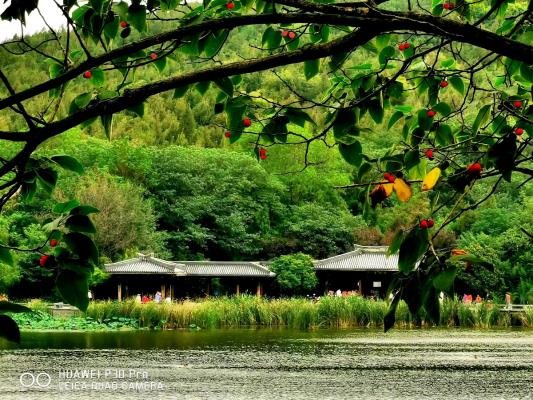 手機記錄生活——秋溜龍眼濕地
