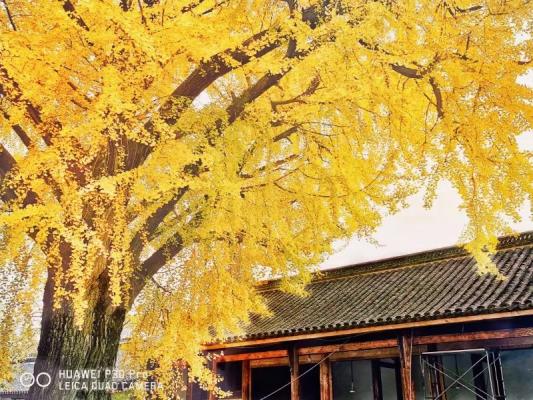 冬時(shí)漸入始枯荒，但見古城銀杏黃