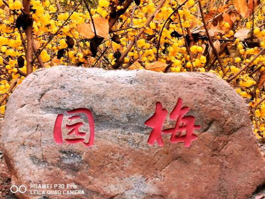 行行攝攝之走進(jìn)梅園