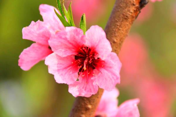 年年歲歲花相似，歲歲年年人不同