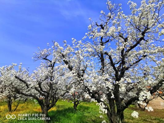 等閑識得東風面，梨白桃紅總是春