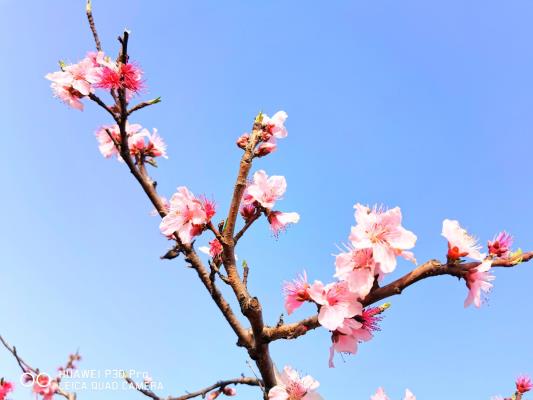 人面不知何處去，桃花依舊笑春風(fēng)
