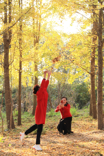 深秋初冬看銀杏