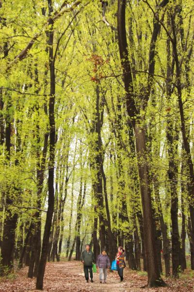 疫情當下云賞春